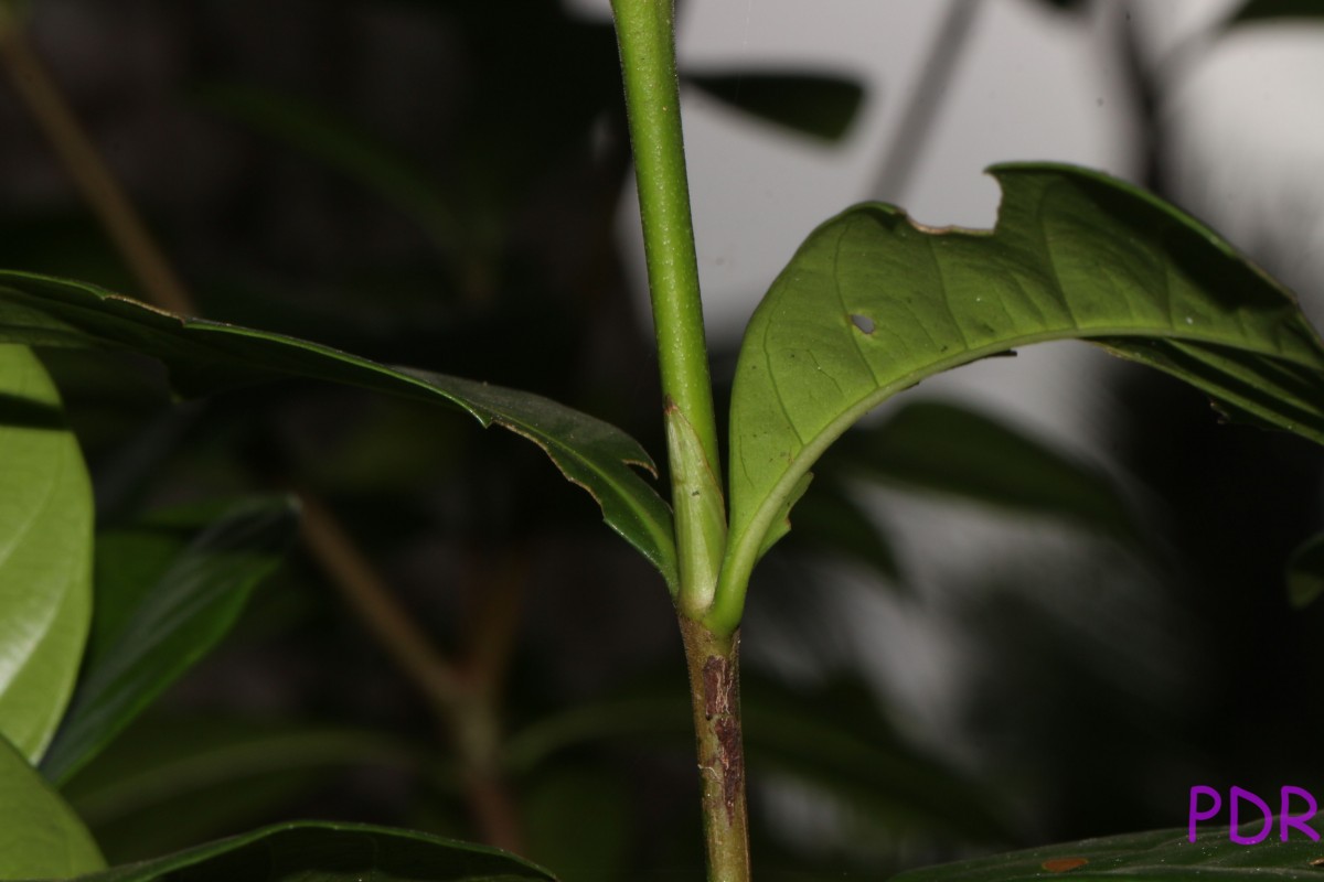 Gardenia jasminoides J.Ellis